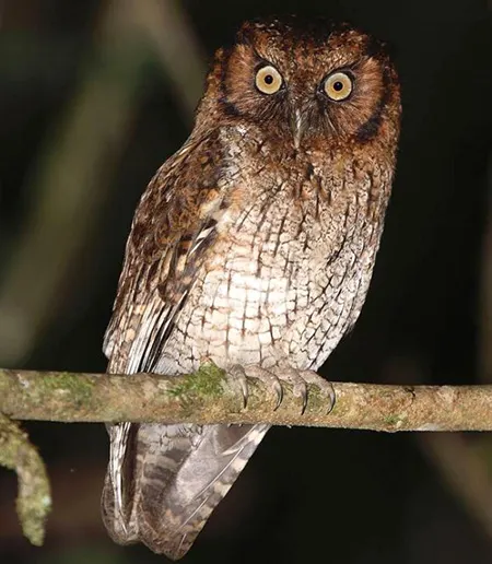 megascops atricapilla