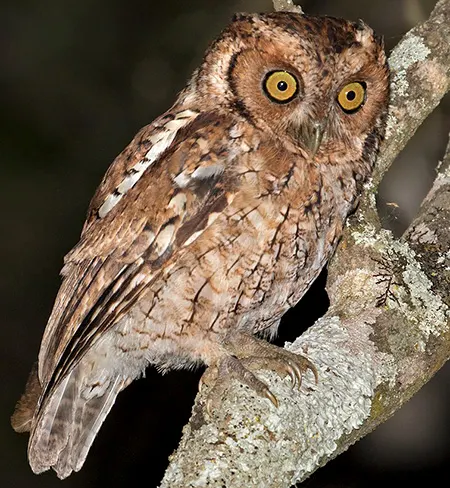 megascops roboratus