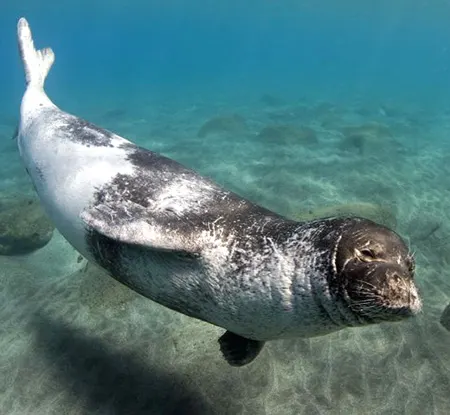 monachus monachus