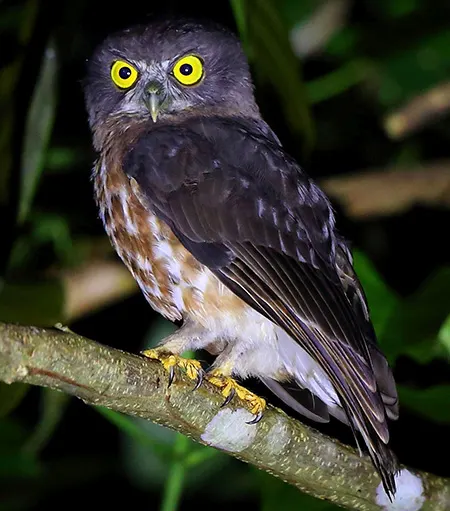 ninox affinis