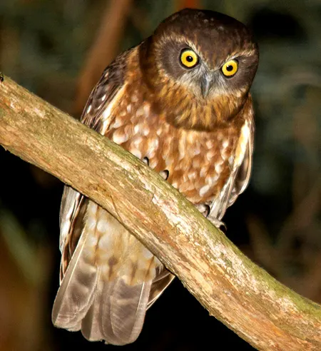 ninox boobook