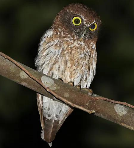 ninox burhani