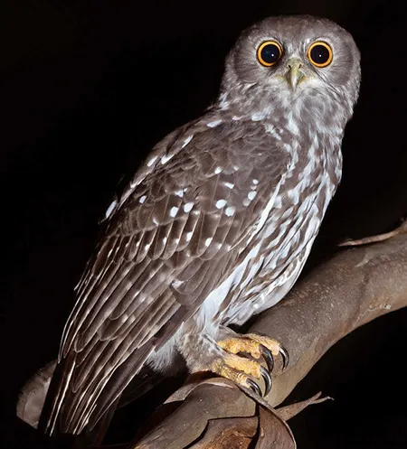 ninox connivens