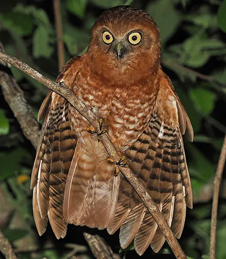 ninox forbesi