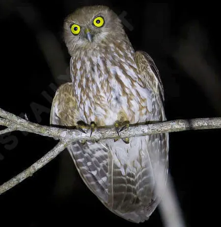 ninox fusca