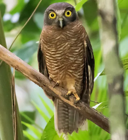 ninox hypogramma