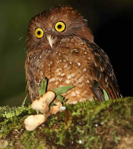 ninox ios