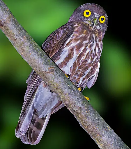 ninox japonica
