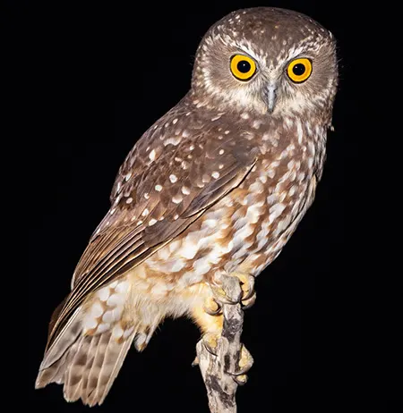 ninox leucopsis