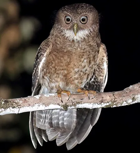 ninox leventisi