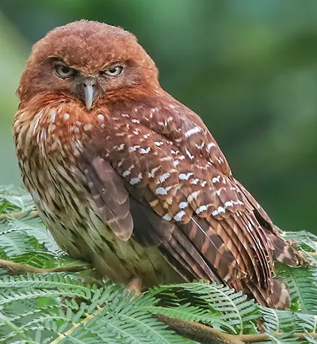 ninox meeki