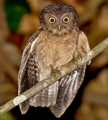 ninox mindorensis