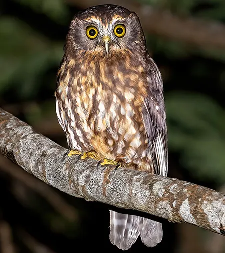 ninox novaeseelandiae