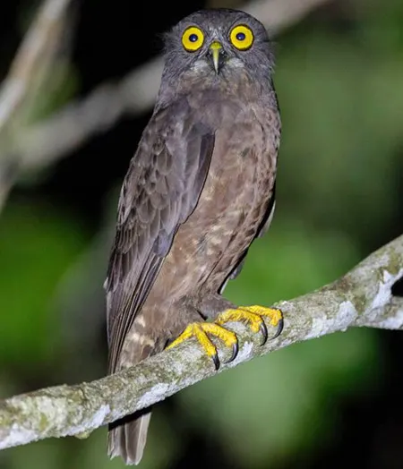 ninox obscura