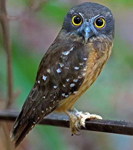 ninox ochracea