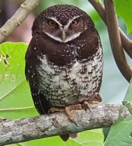 ninox odiosa