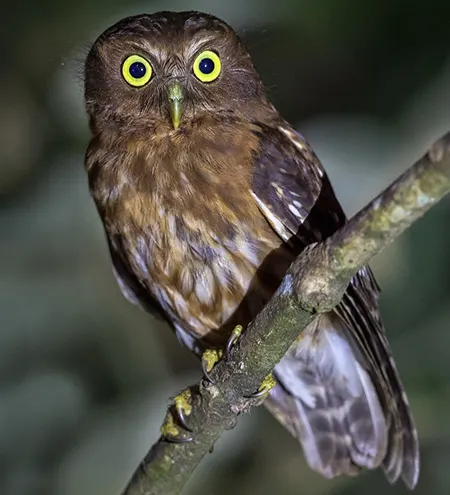 ninox philippensis