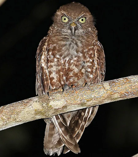 ninox plesseni