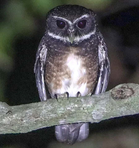 ninox punctulata