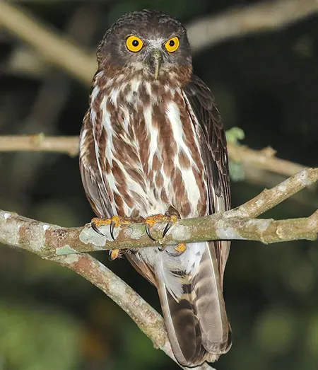 ninox randi
