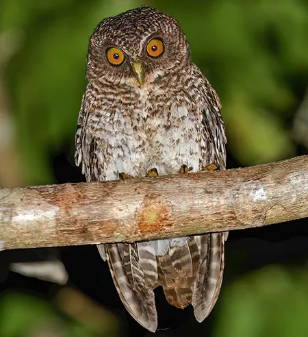 ninox reyi