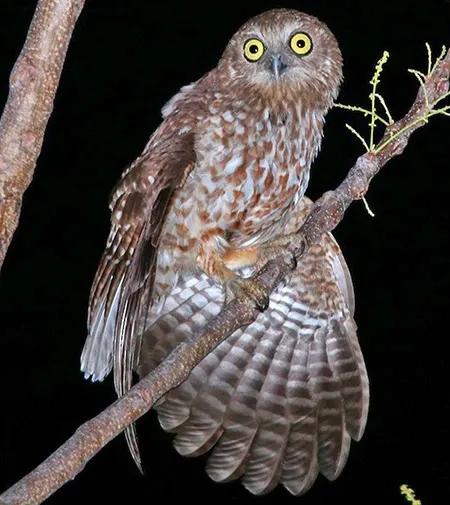 ninox rotiensis