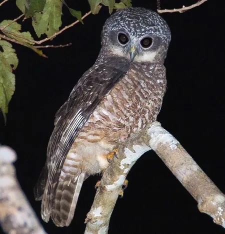 ninox rudolfi