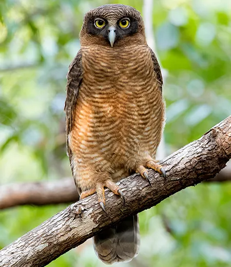 ninox rufa