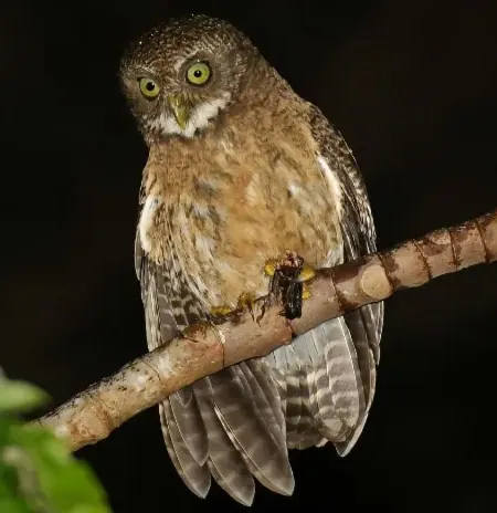 ninox rumseyi