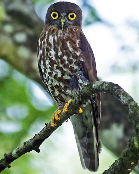 ninox scutulata
