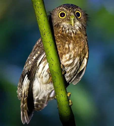 ninox spilocephala