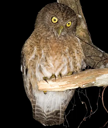 ninox spilonotus