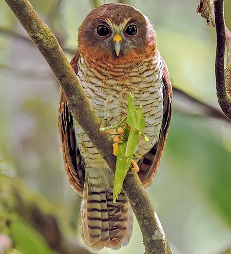 ninox squamipila