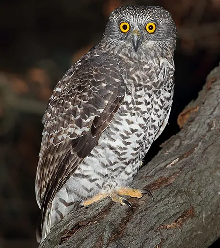ninox strenua