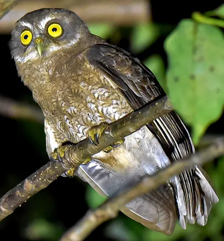 ninox sumbaensis