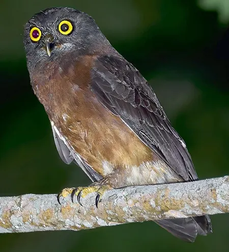 ninox theomacha