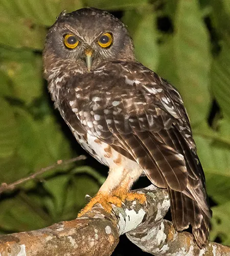 ninox variegata