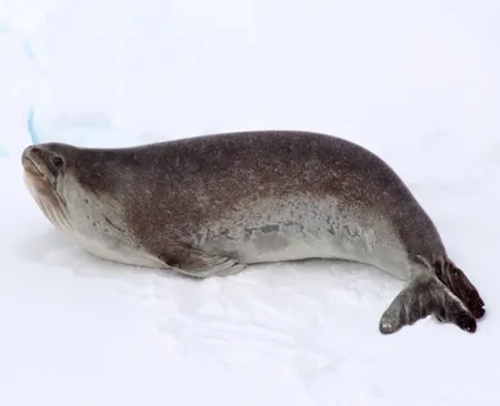 ommatophoca rossii