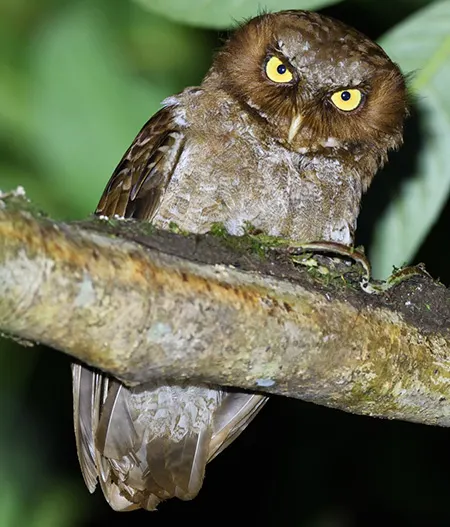 otus alfredi