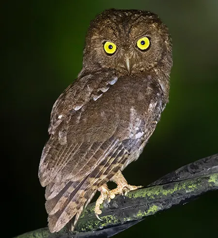 otus alius