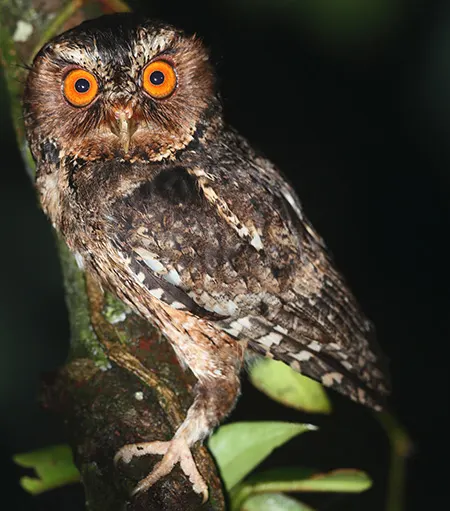 otus angelinae