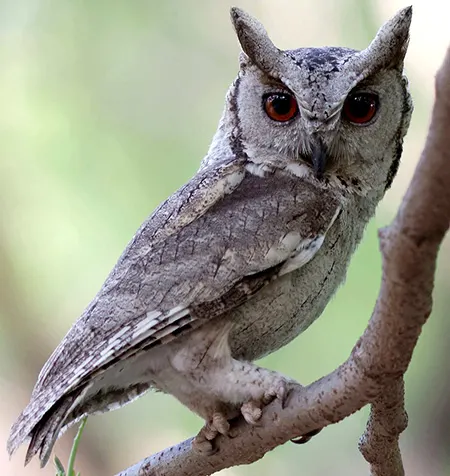 otus bakkamoena