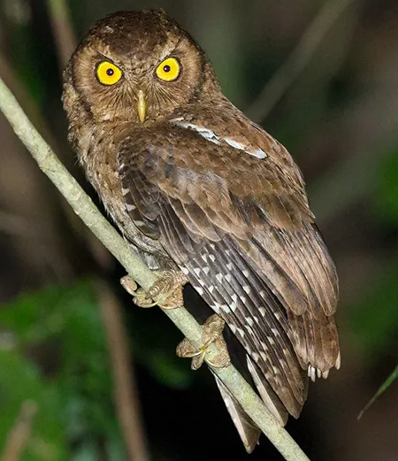 otus balli