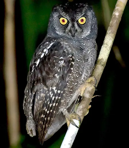 otus beccarii