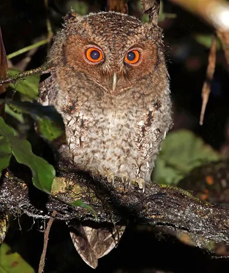 otus brookii