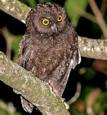 otus capnodes
