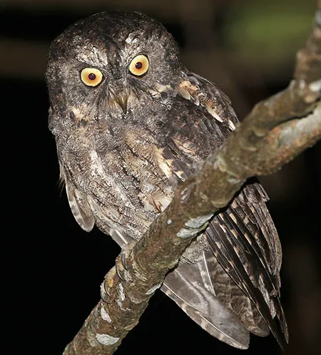 otus collari