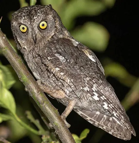 otus cyprius