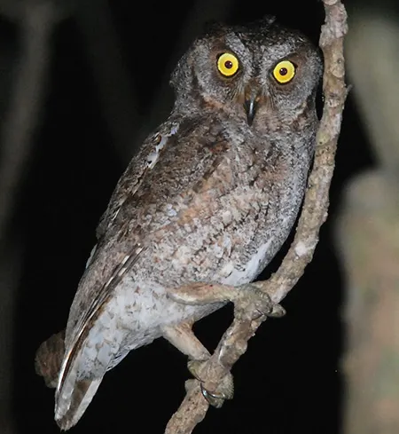 otus elegans