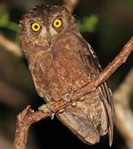 otus enganensis